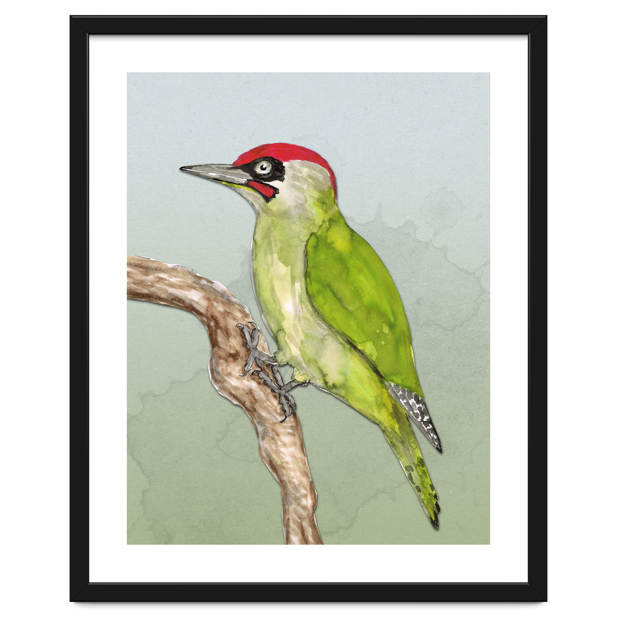 Green woodpecker