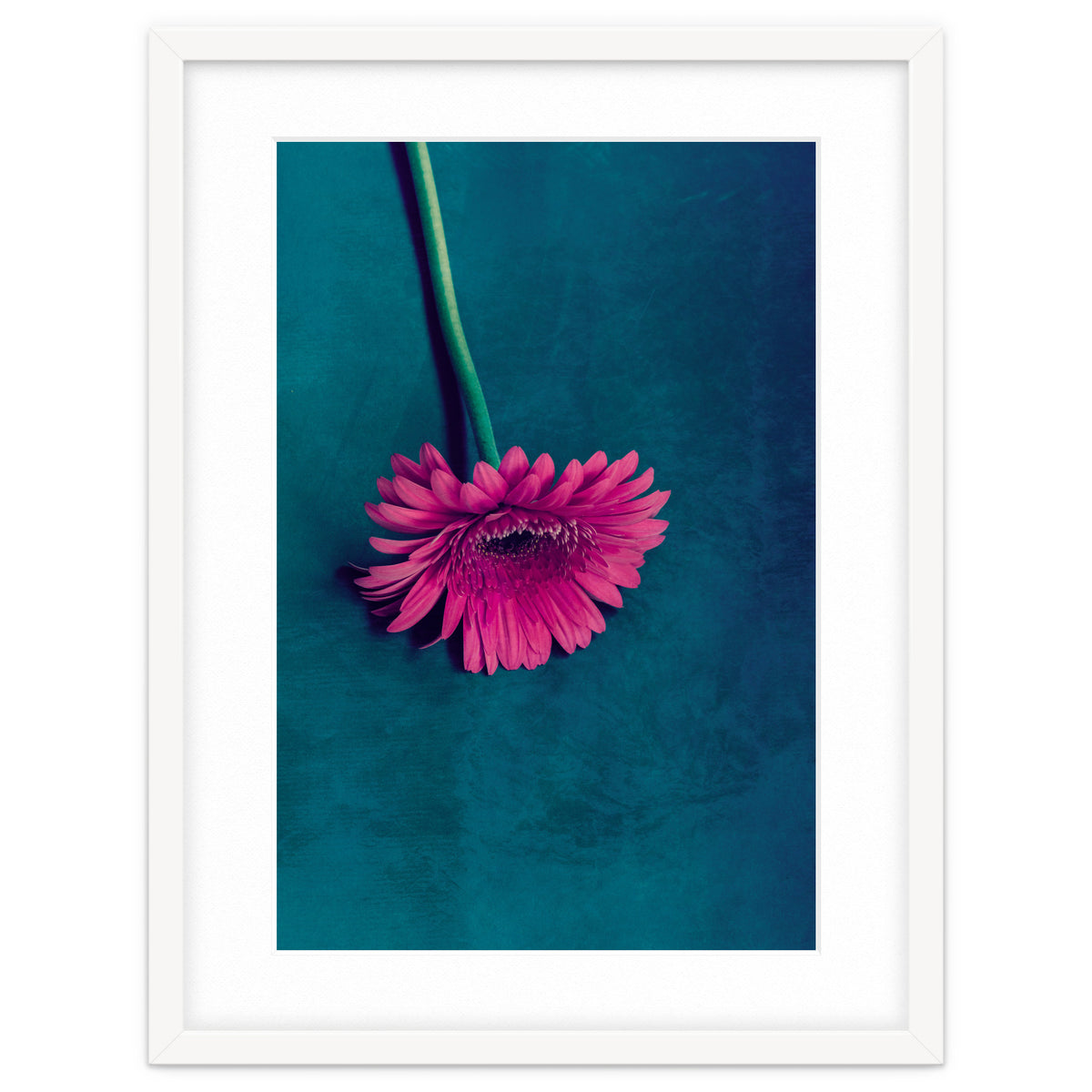 Gerbera for love