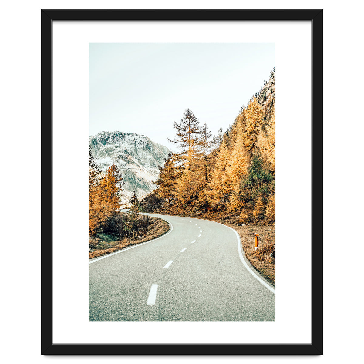 Snow and Golden Pine