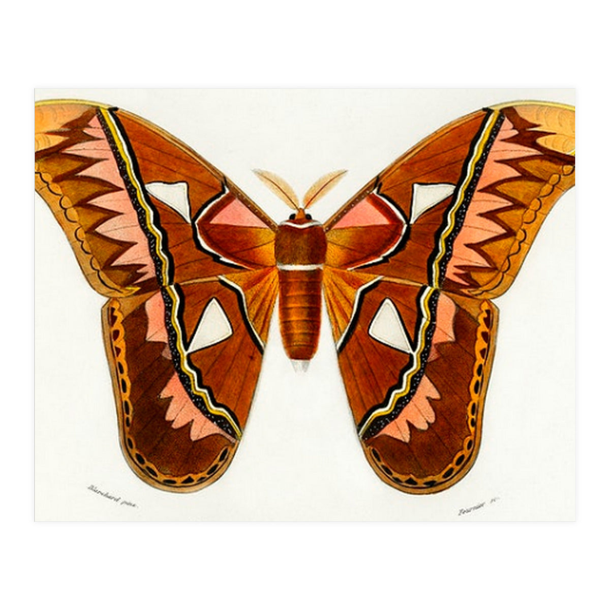 Attacus Atlas Moth illustrated  (Print Only)