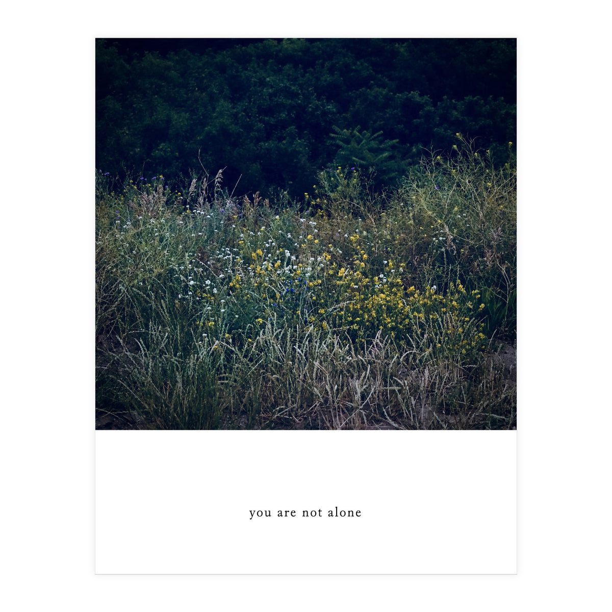 you are not alone - Nature Photography (Print Only)