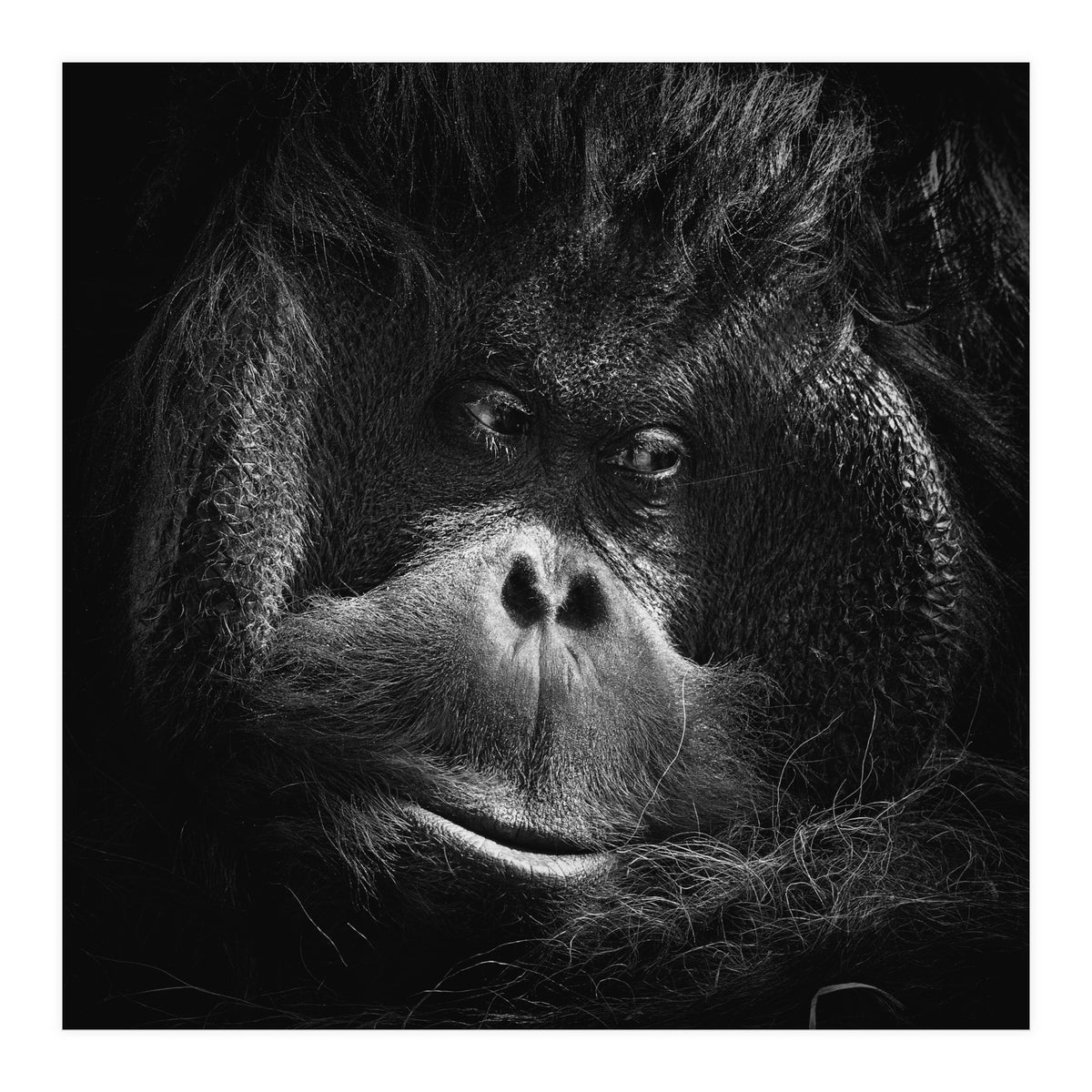 Orang-Utang (Print Only)