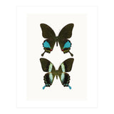 Cc Butterflies 02 (Print Only) thumbnail