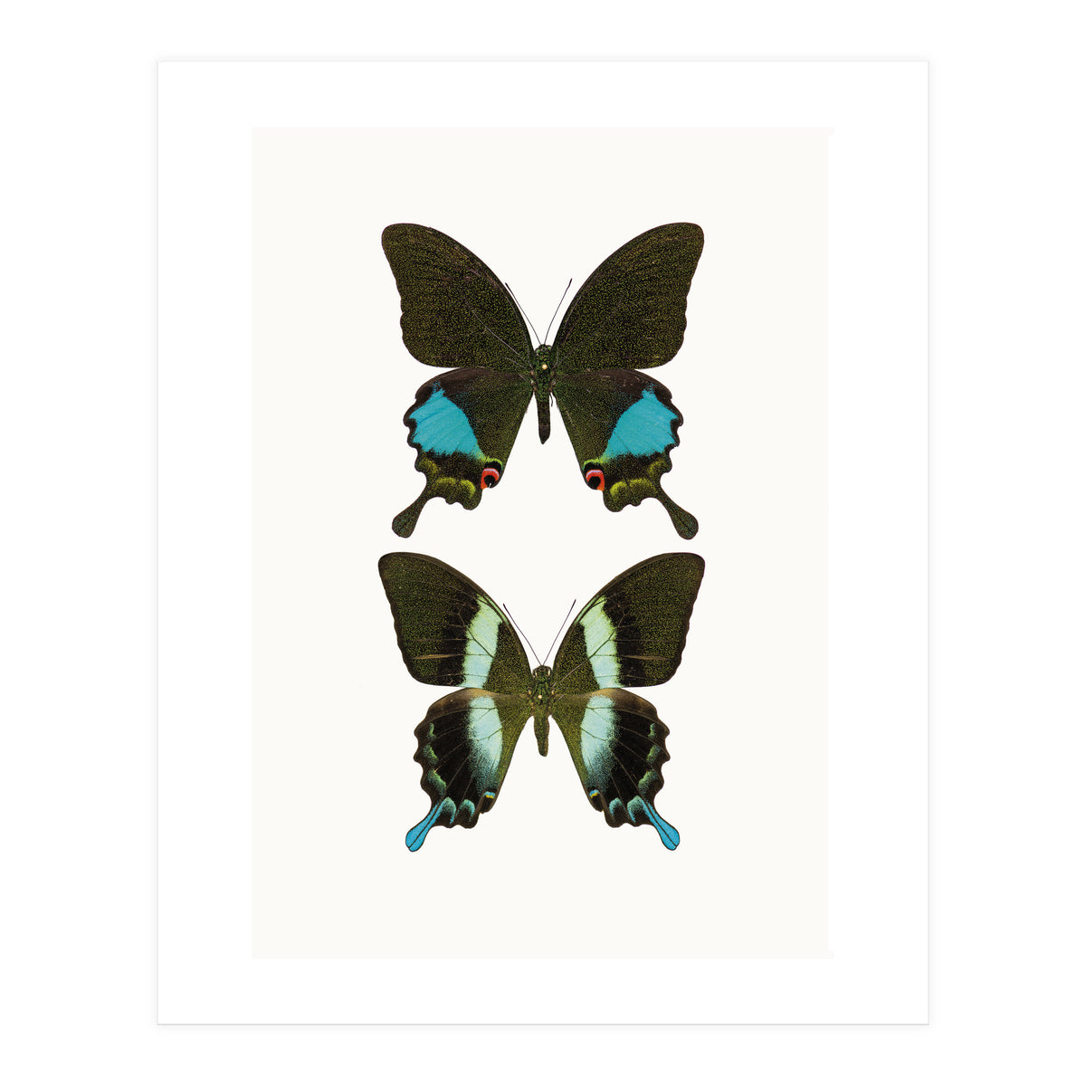 Cc Butterflies 02 (Print Only)