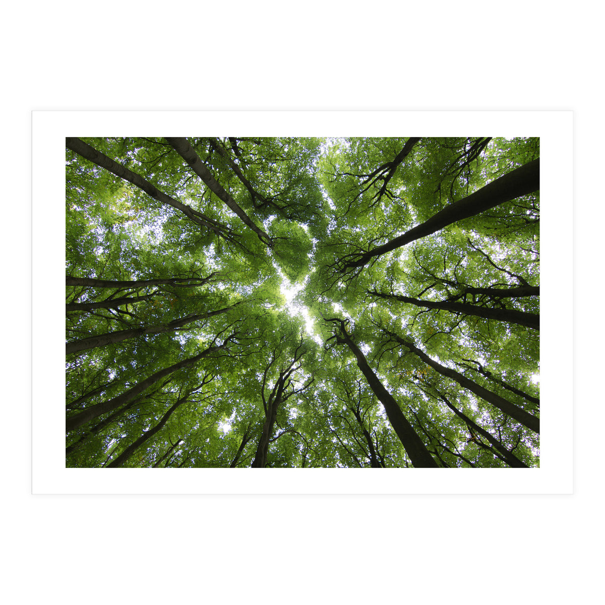 Beechwood (Print Only)