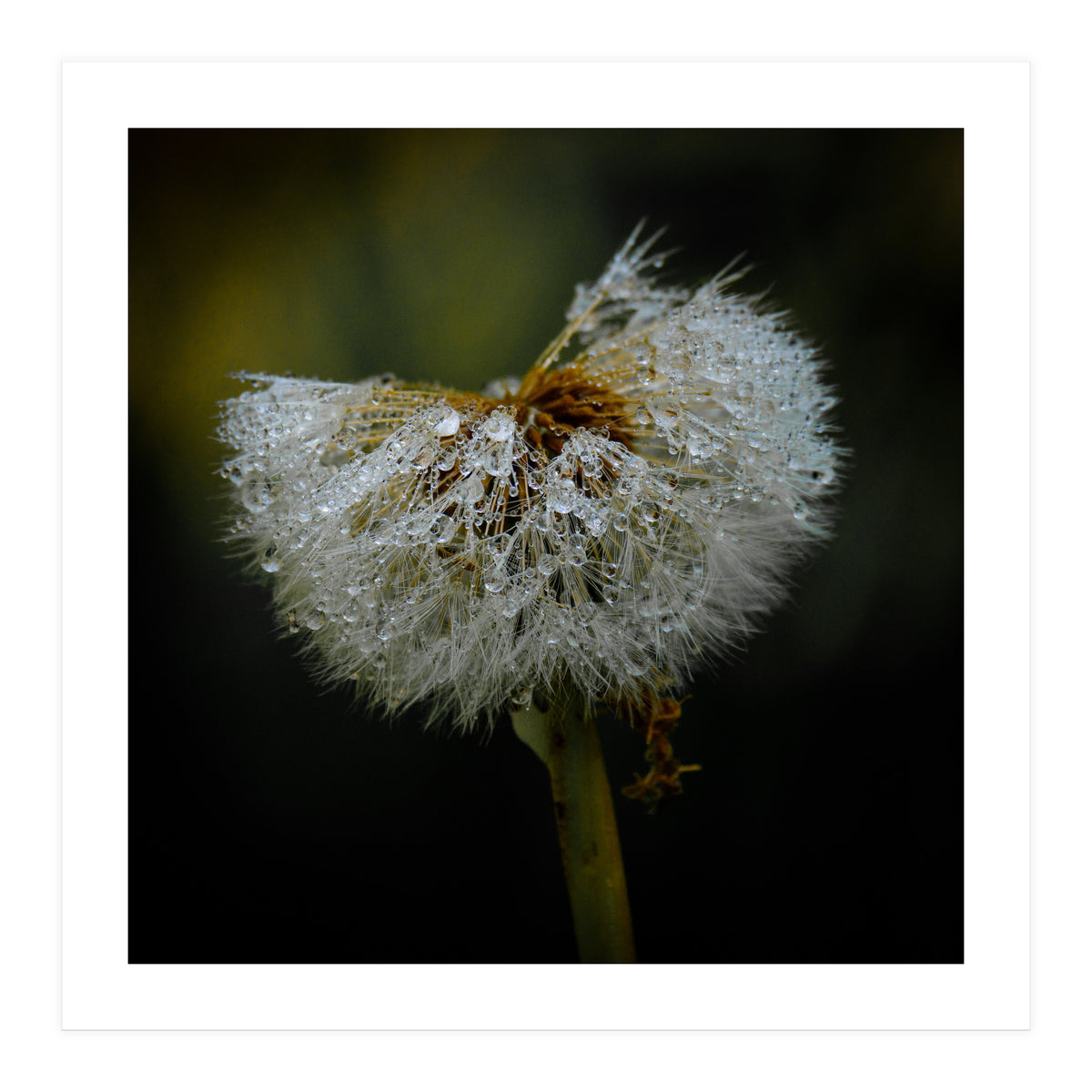 Dandelion with Raindrops (Print Only)