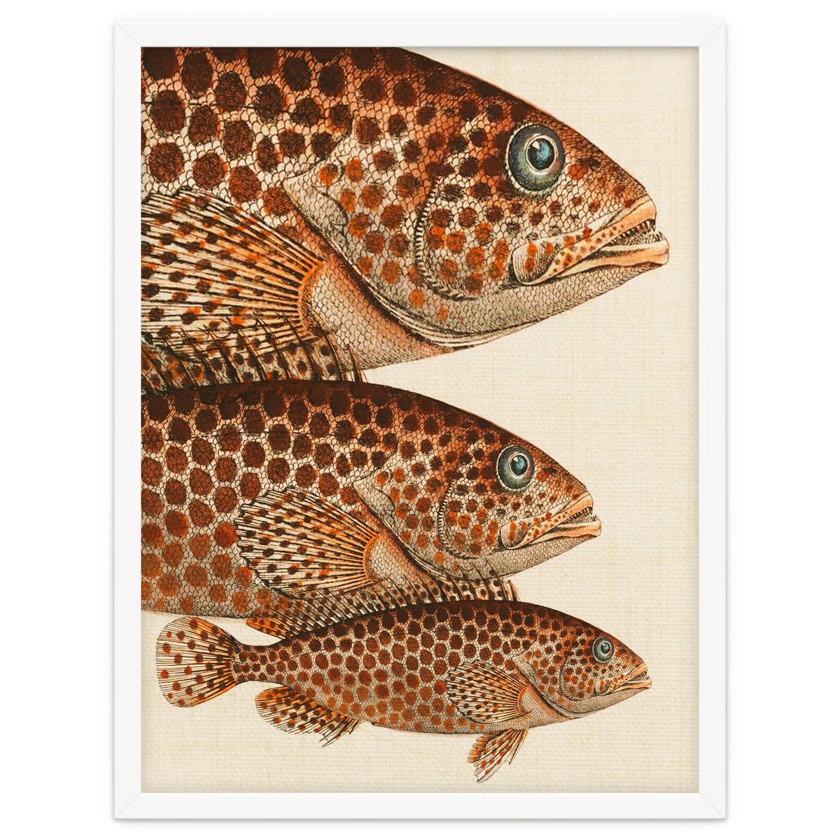 Fish Classic Designs 6