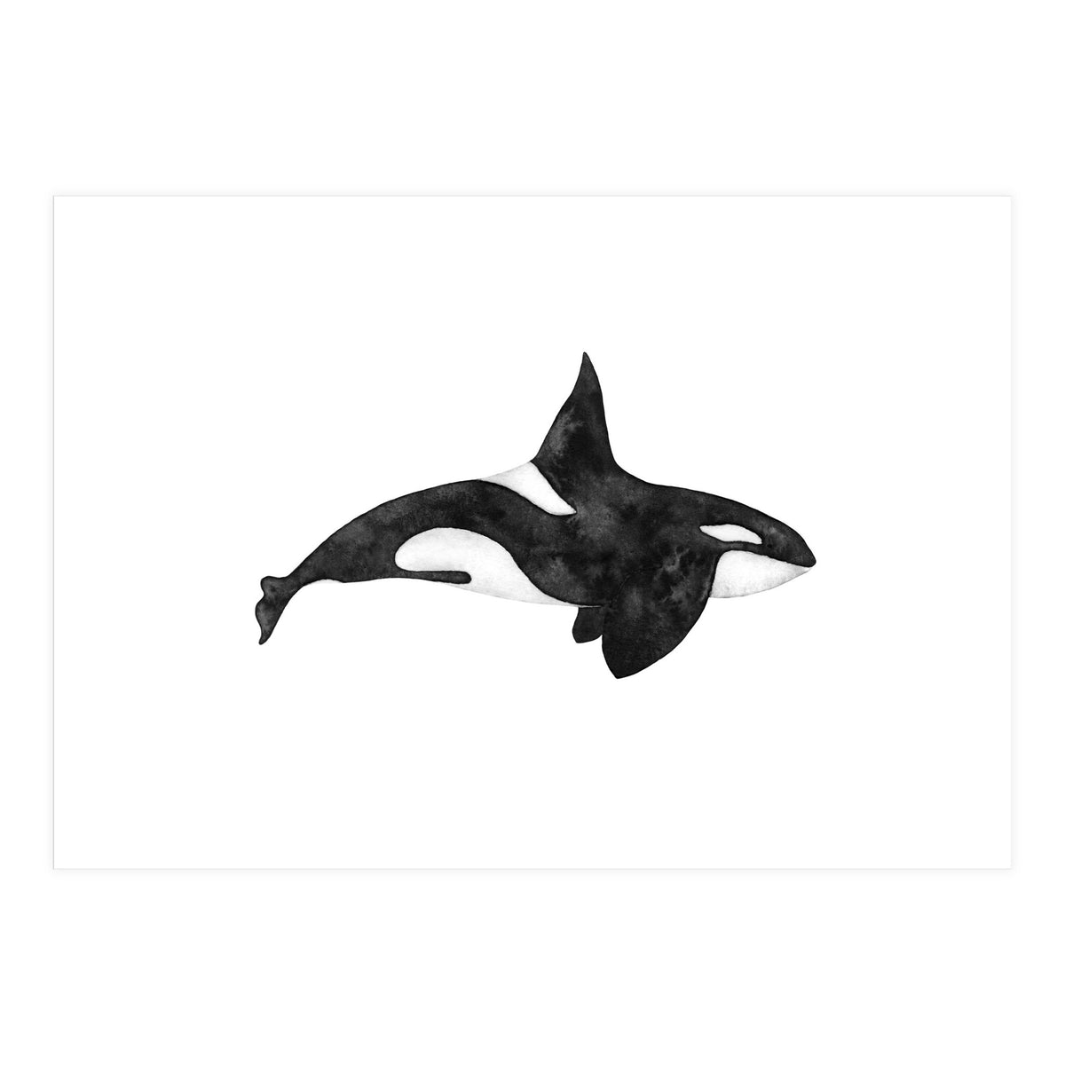 Orca (Print Only)