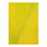 Autumn Leaf (Print Only) thumbnail