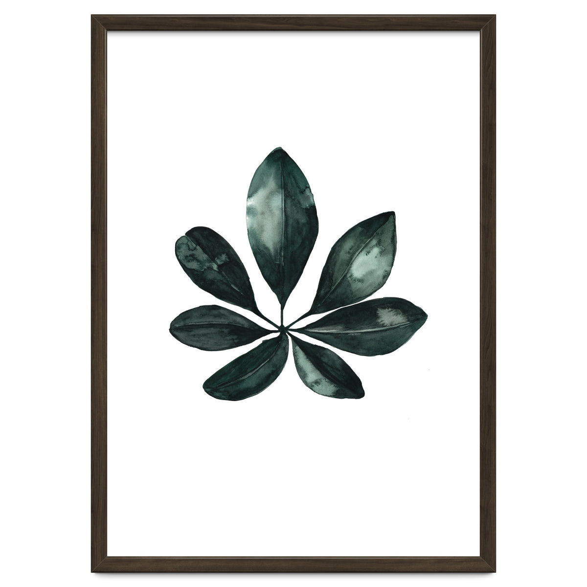 Botanical Illustration Arboricola Schefflera
