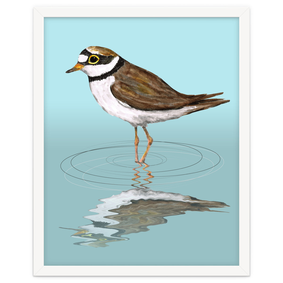 Little ringed  plover