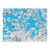 White Blossom (Print Only) thumbnail