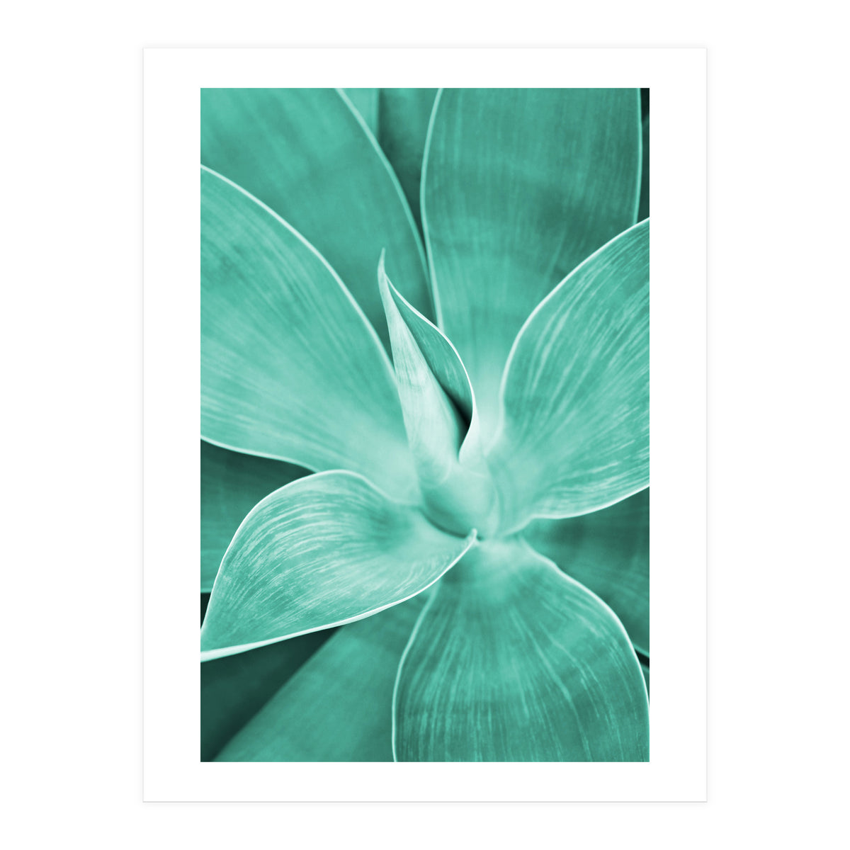 Agave (Print Only)