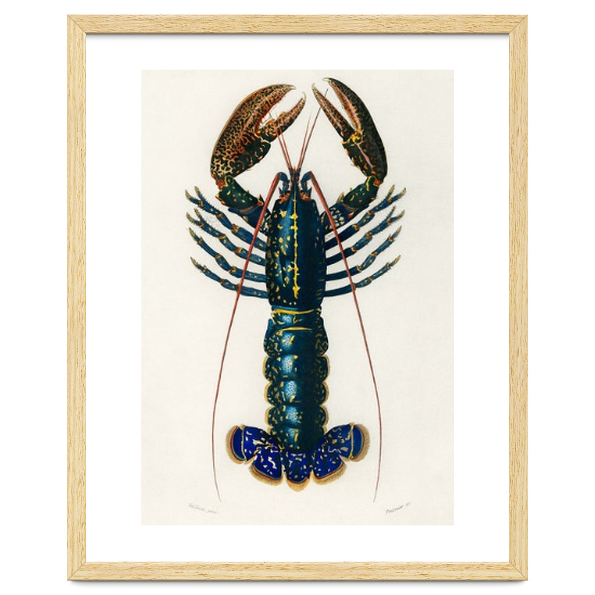 Crimson Crawfish illustrated