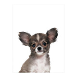 Chihuahua (Print Only) thumbnail