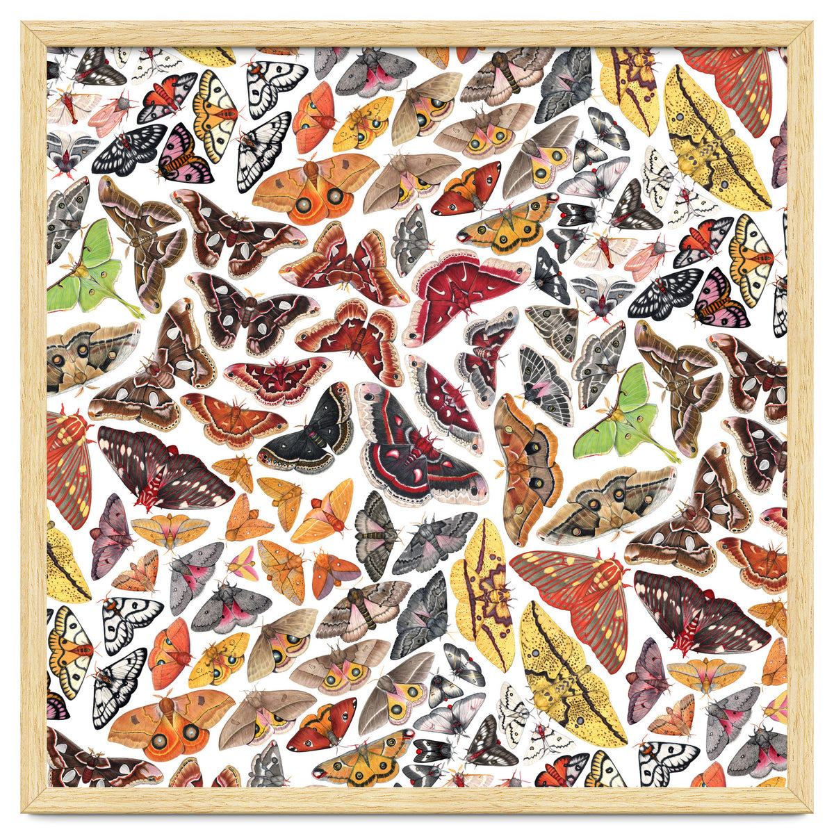 Saturniid Moths of North America Pattern