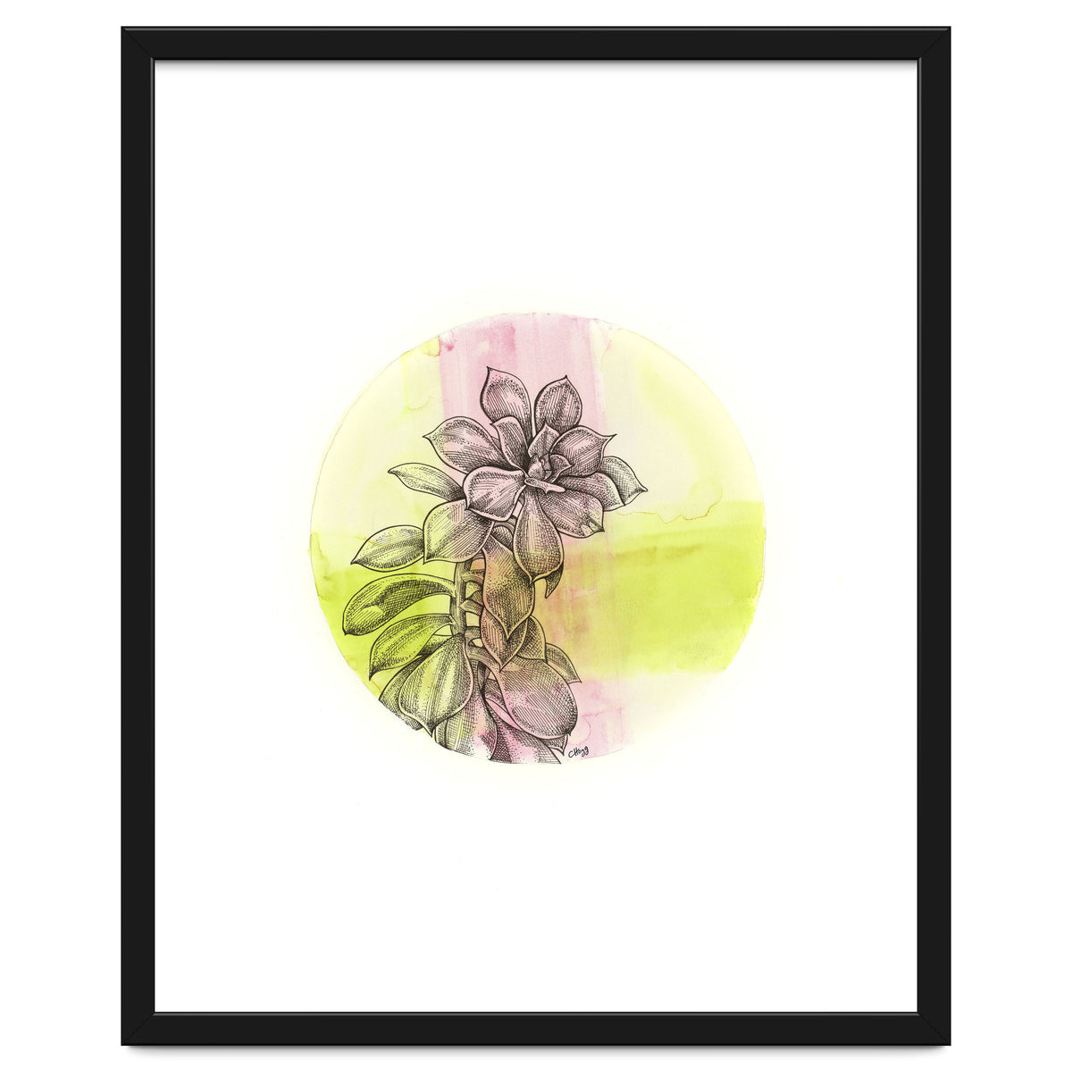 Succulent On Pink And Green