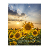Sunflower field at sunset  (Print Only) thumbnail