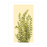 Fern (Print Only) thumbnail