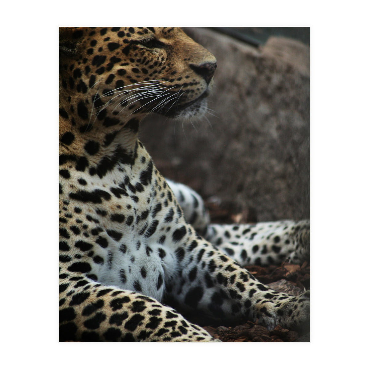 Leopard (Print Only)