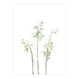 Olive Green Hosta (Print Only) thumbnail