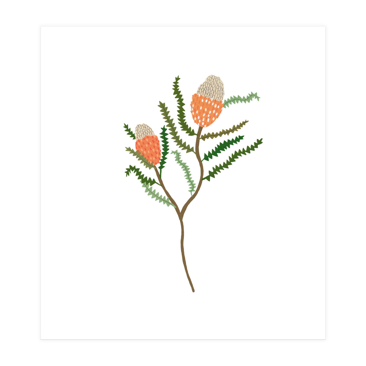Banksia Flowers (Print Only)