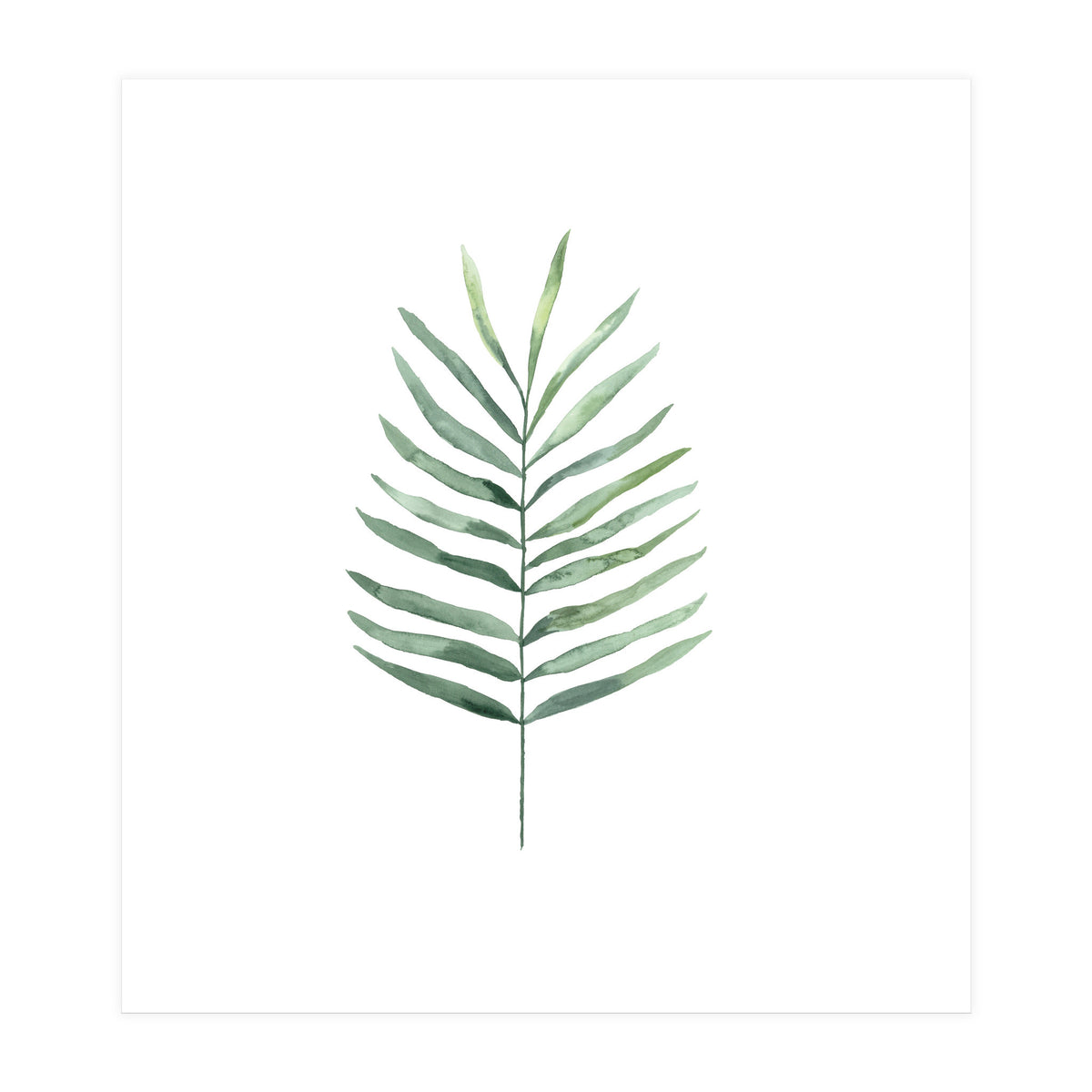 Botanical Illustration Fern (Print Only)