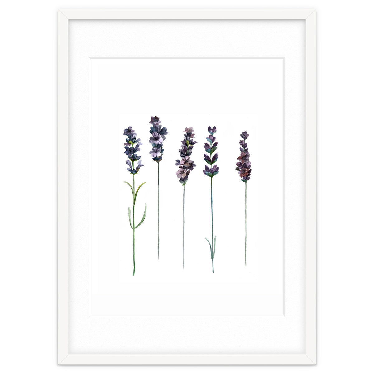 Botanical Illustration Lavender