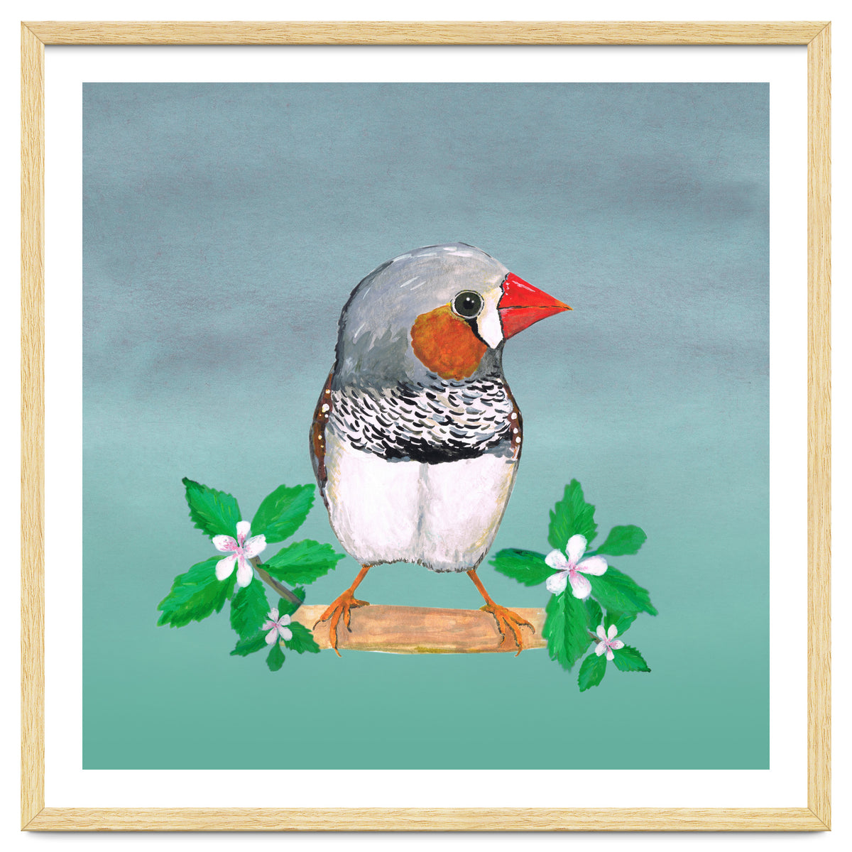 Zebra finch