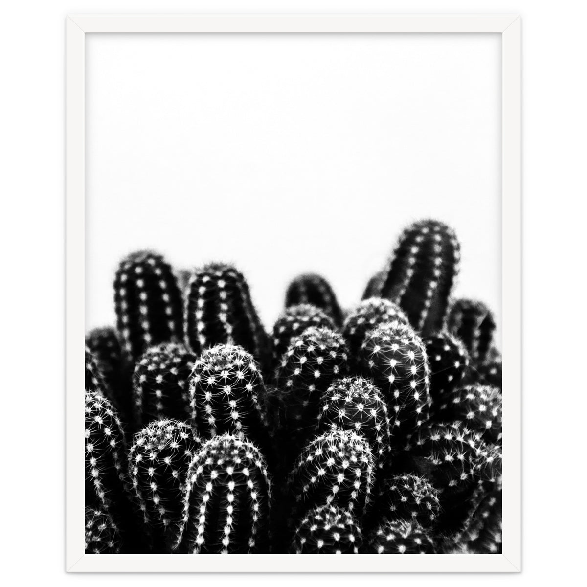 cactus nature X