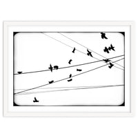 An Abstraction Of Birds