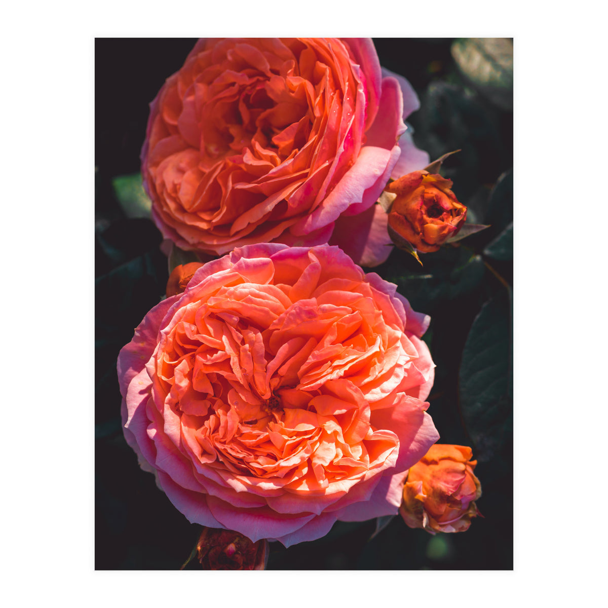 Rose Flowers  (Print Only)