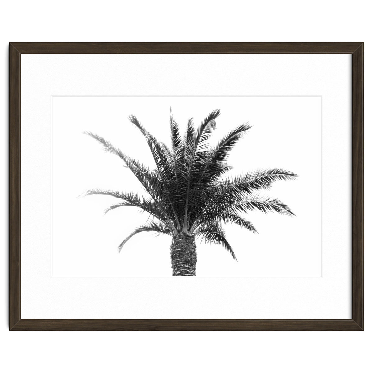 Palm Tree