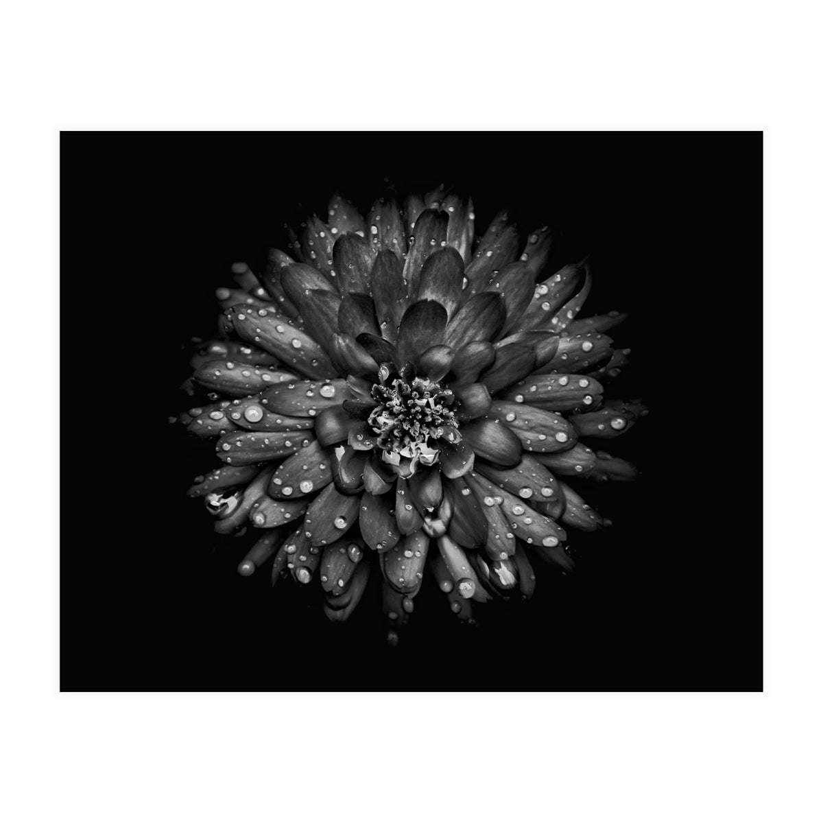 Backyard Flowers In Black And White No 45 (Print Only)