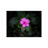 Floral vibes (Print Only) thumbnail