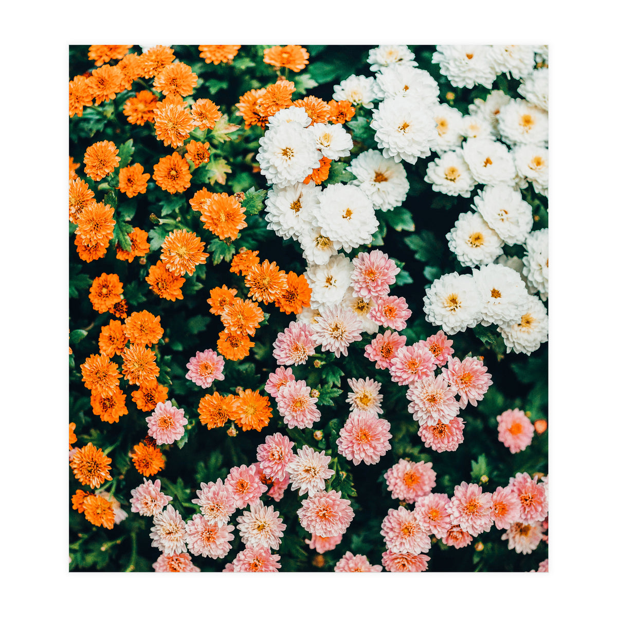 In My Garden (Print Only)