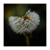 Dandelion with Raindrops (Print Only) thumbnail