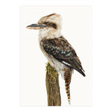 Cc Birds 08 (Print Only) thumbnail