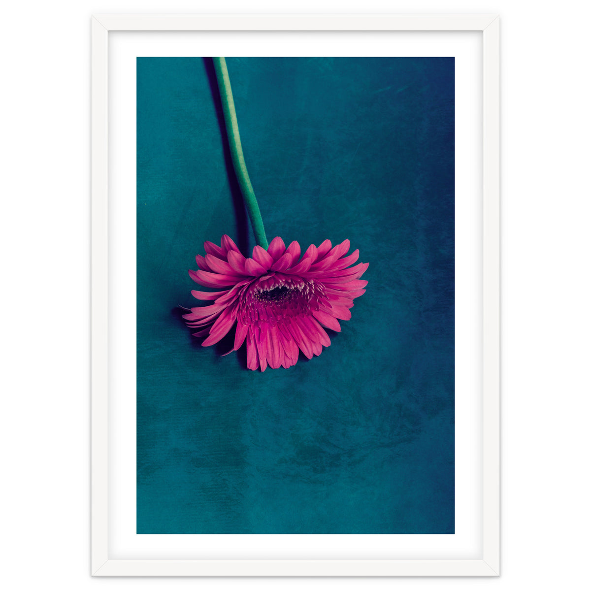 Gerbera for love