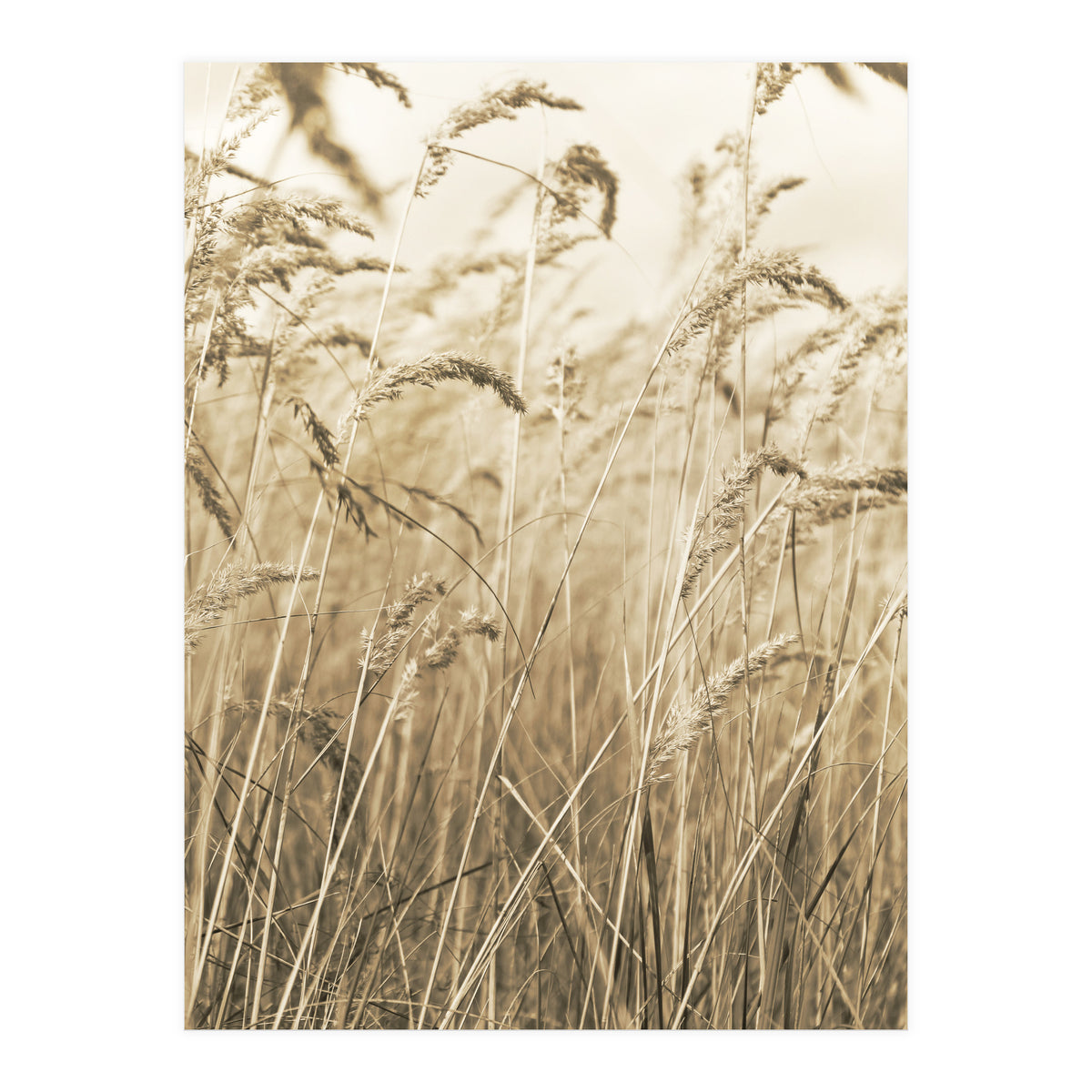 Grass (Print Only)