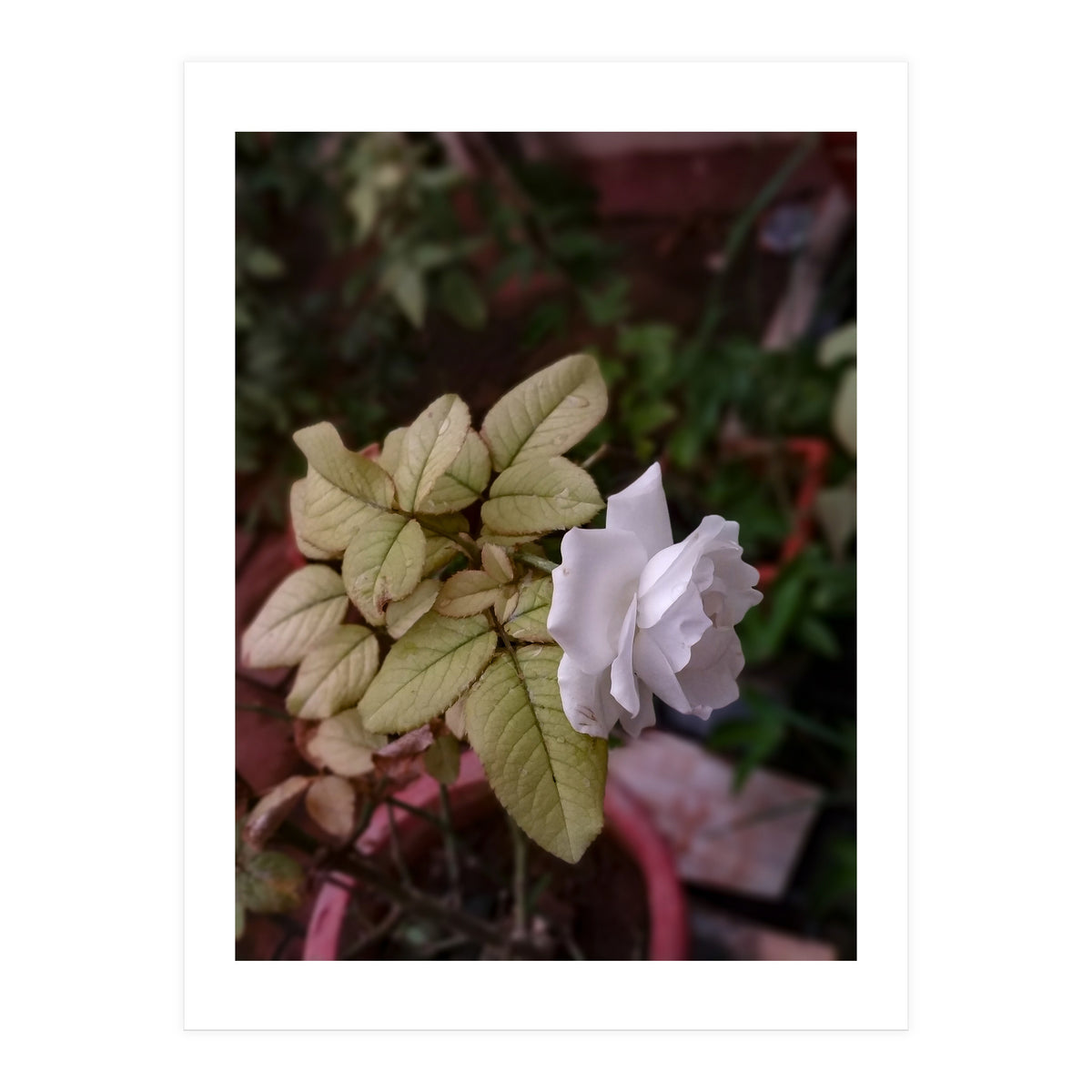 White Rose Garden (Print Only)
