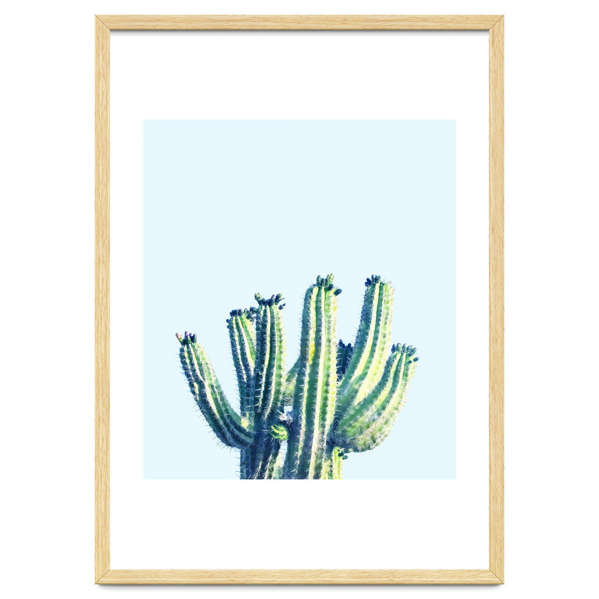 Cactus