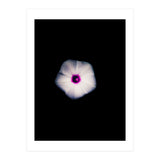 White Flora (Print Only) thumbnail