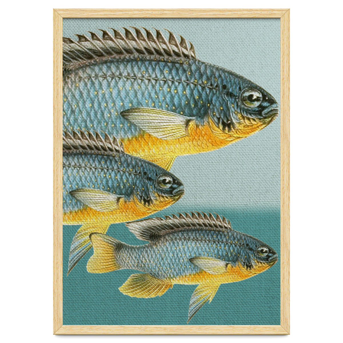 Fish Classic Designs 12