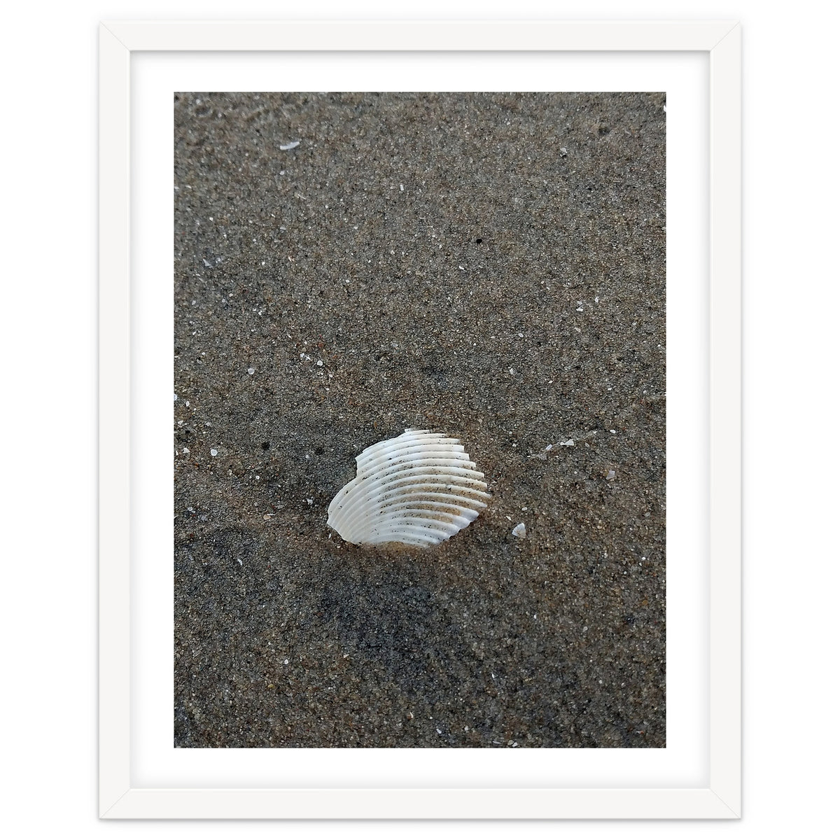 Shell in Sea Shore