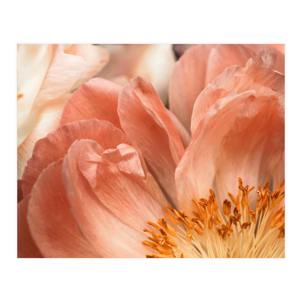 Coral Charm #1 (Print Only)