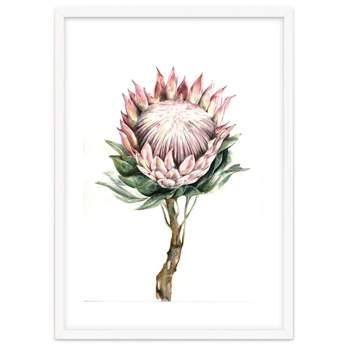 Protea