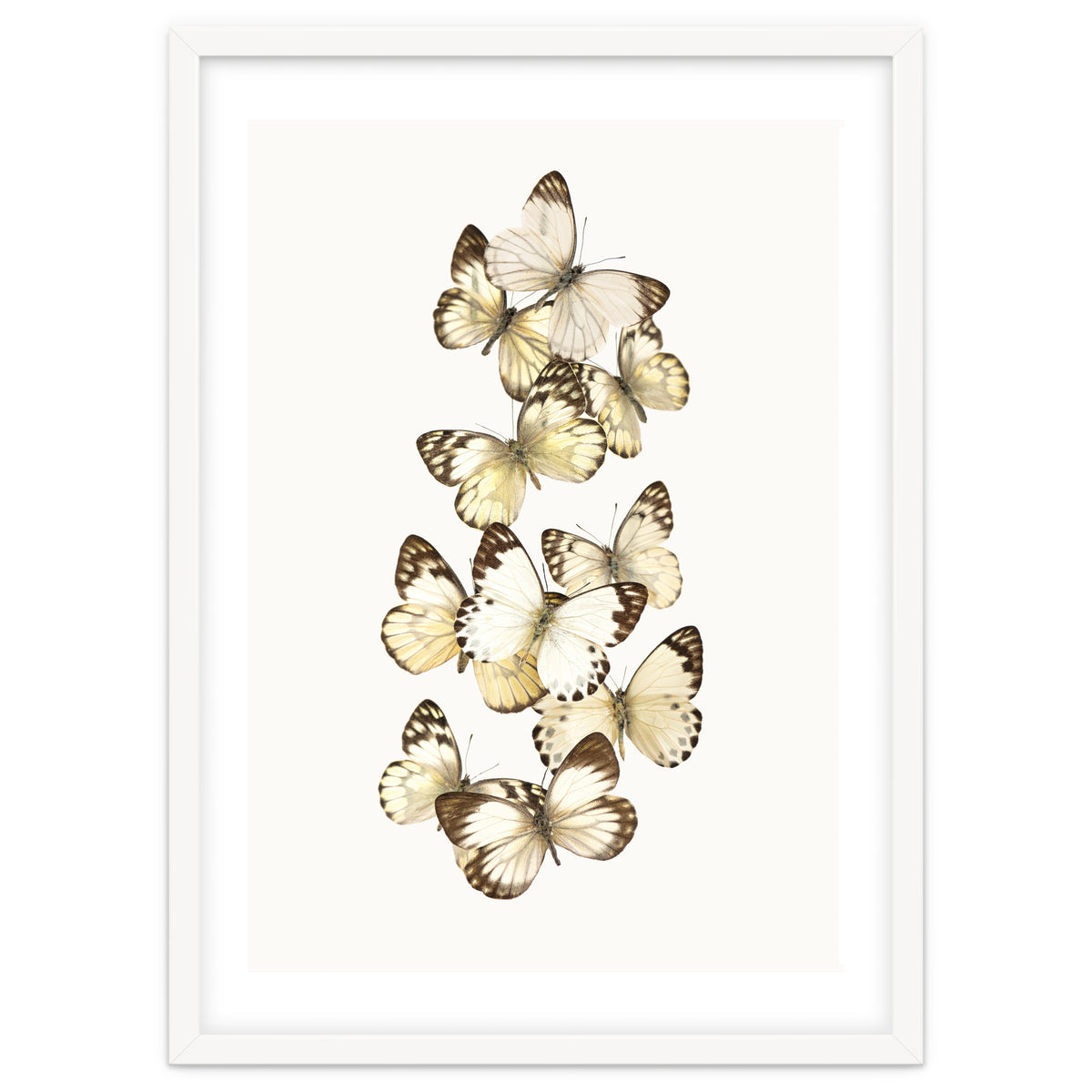 Cc Butterflies 01