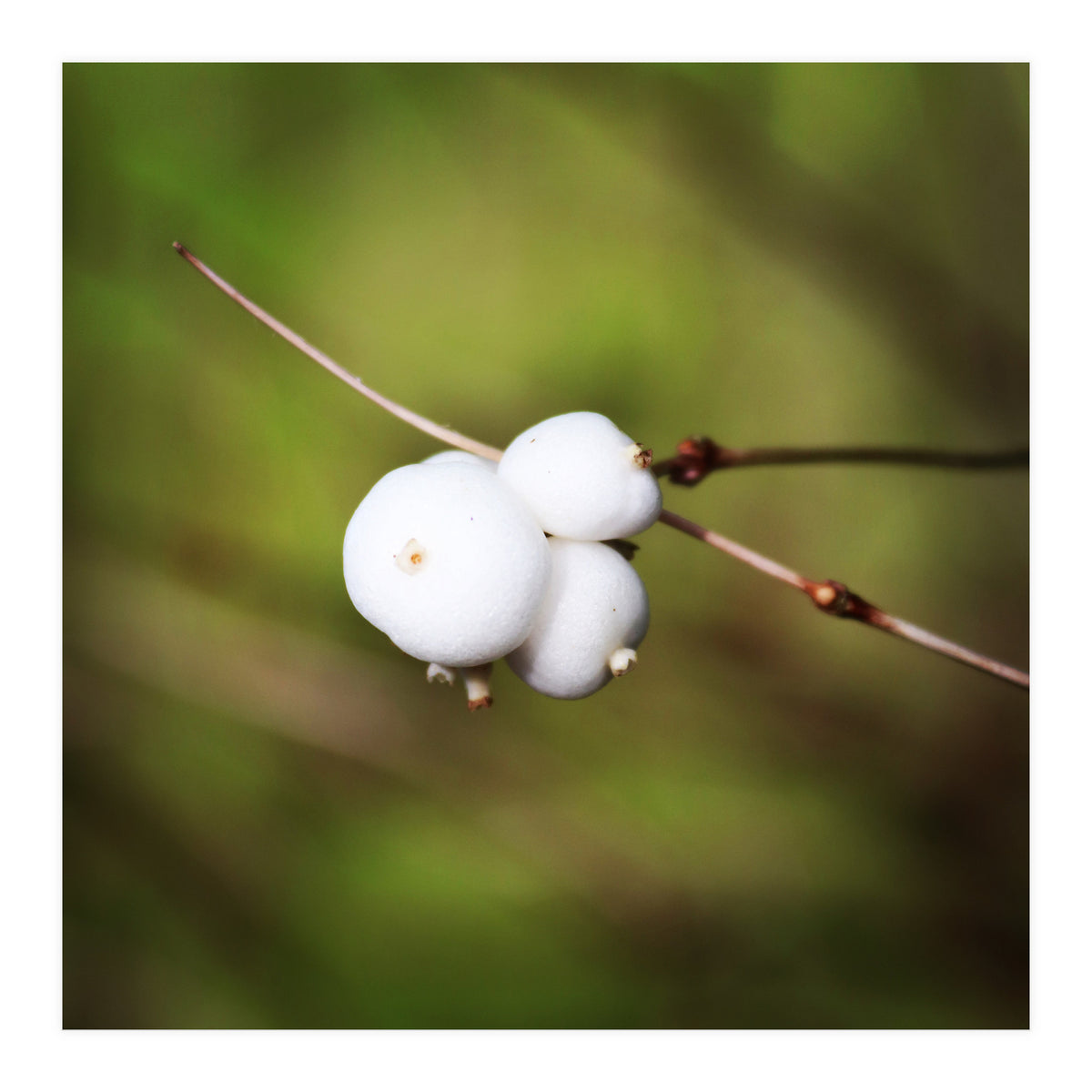 winter berries (Print Only)