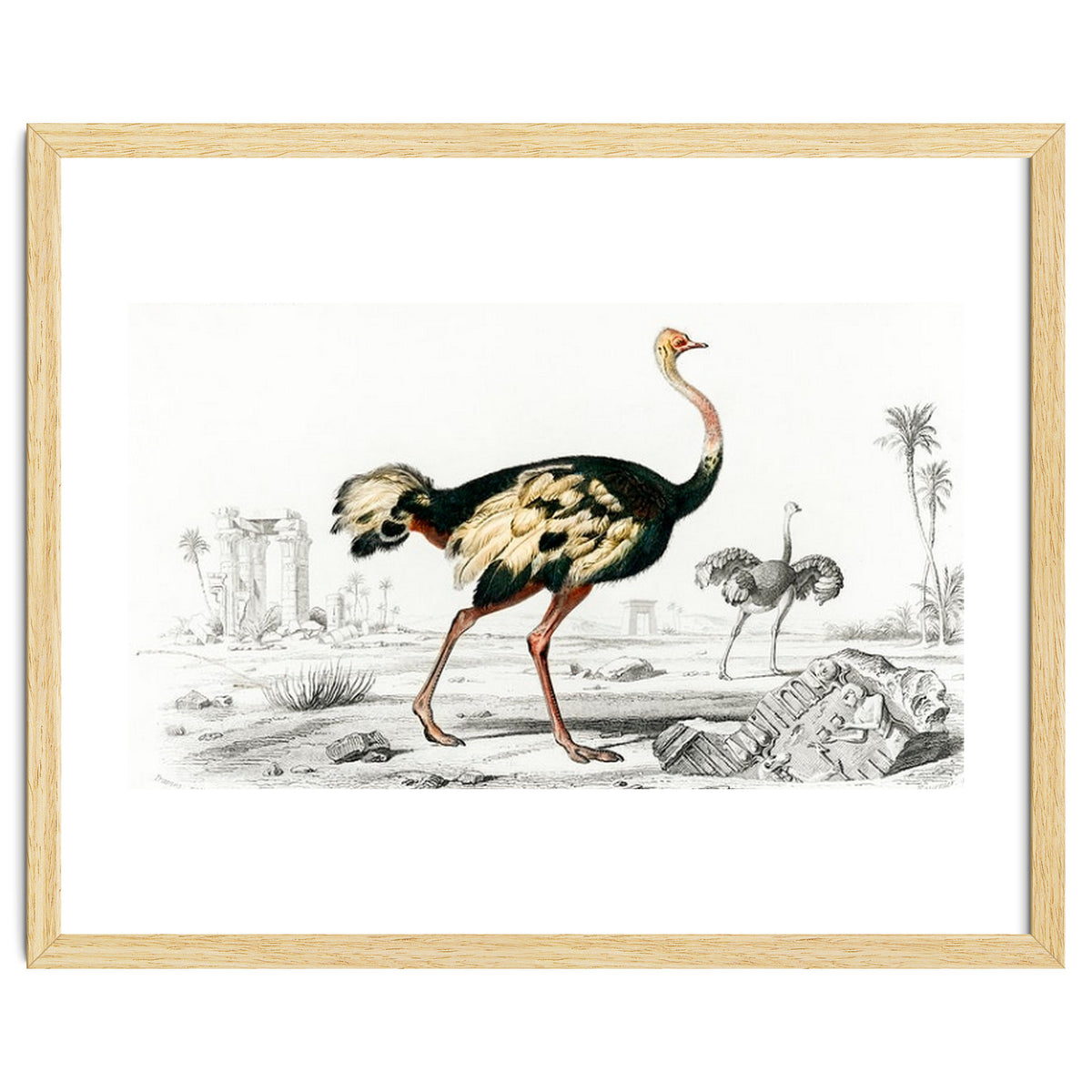 Struthio illustrated